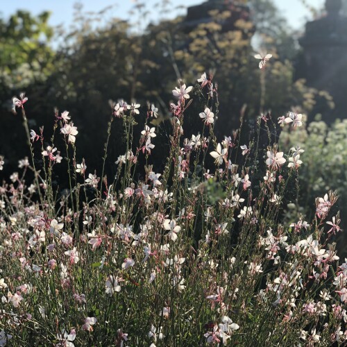 Pale pink flowers in a border