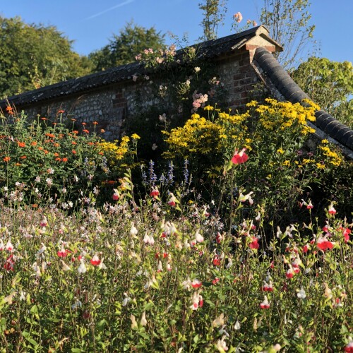herbaceous plant border