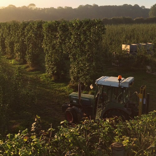 tractor in apple orchard