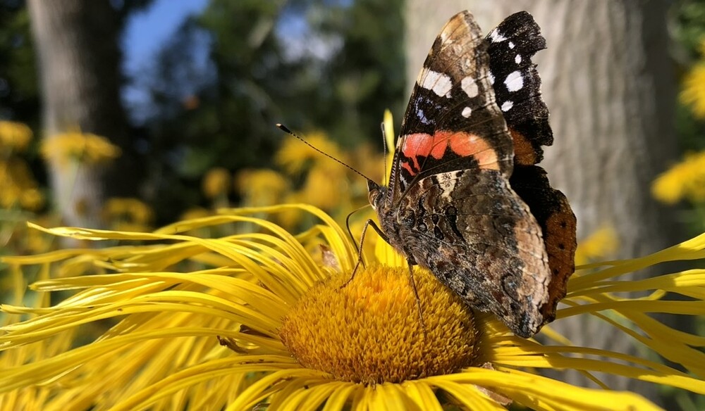 butterfly on a yellow flower