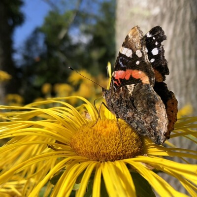 butterfly on a flower