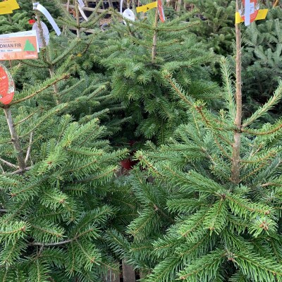 Christmas trees Leckford Estate, Hampshire